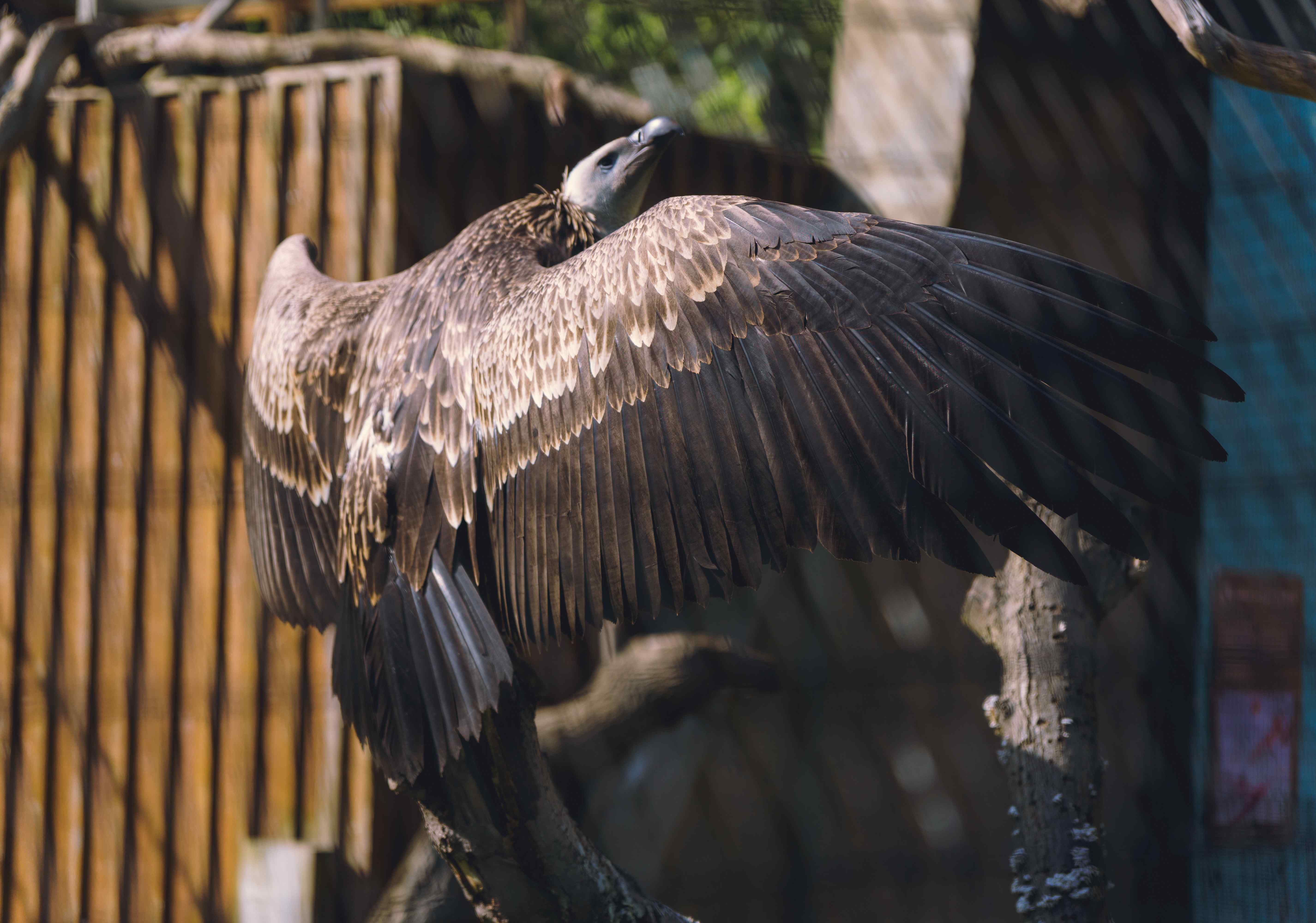 Vulture Perched